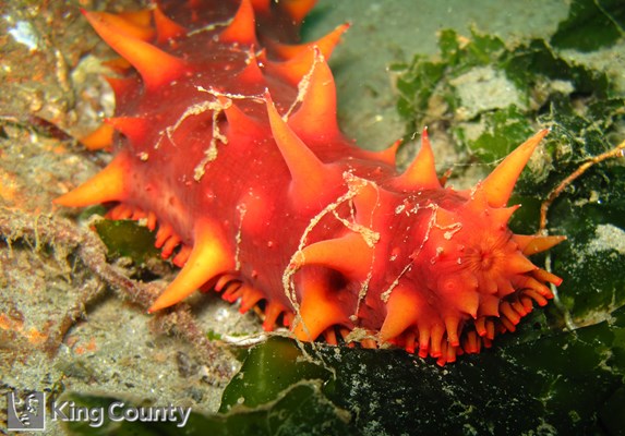 Photo of Parastichopus californicus